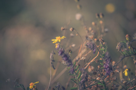 Dry grass and flowers in the autumn meadowの写真素材