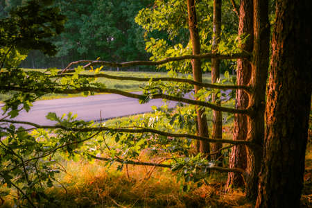 Forest image on the golden hourの写真素材