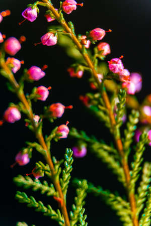 Dry grass and flowers in the autumn meadowの写真素材