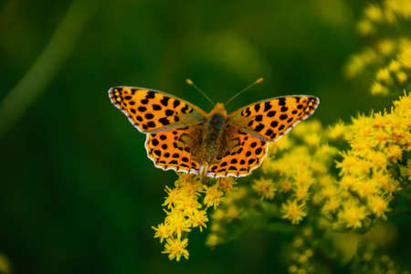 Butterfly perched on flowers in a meadowの写真素材