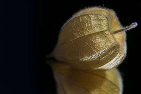 A composition with a little smiley physalis in the lead roleの写真素材