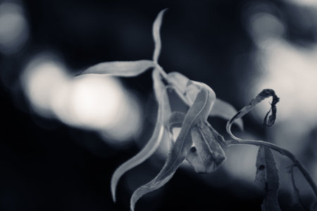 A floral and plant composition