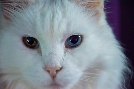 Cat's portrait
