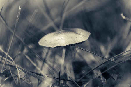 Mushrooms in the wild and grassの写真素材