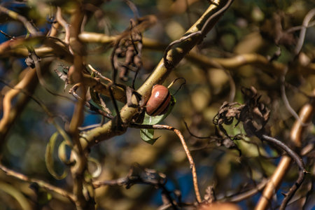 A floral and plant composition