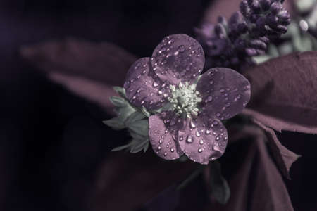 A floral and plant compositionの写真素材