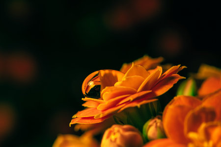 A floral and plant compositionの写真素材