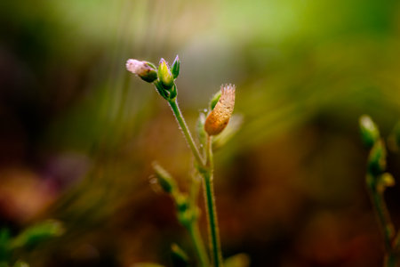 A floral and plant compositionの写真素材