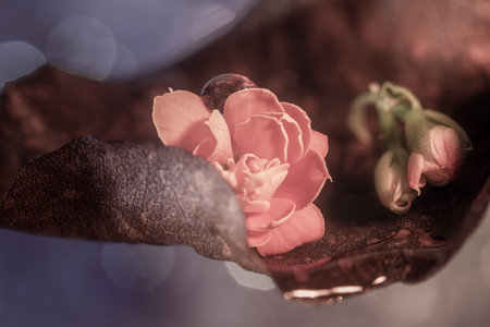 A floral and plant compositionの写真素材