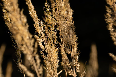 Dry grass and flowers in the autumn meadow