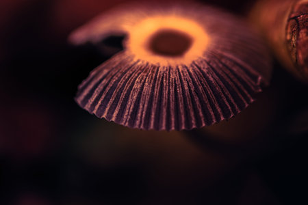 The mushroom in the nature fineartの写真素材