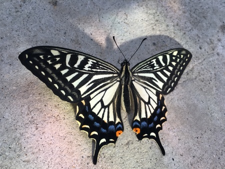 Swallowtail butterfly. Swallowtail butterfly.