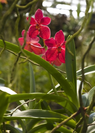 beautiful orchid flowers,Phuket Orchid Farm,Thailandの写真素材