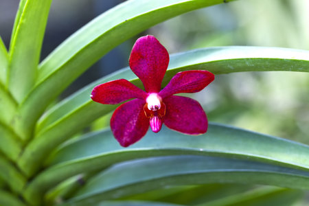 beautiful orchid flowers,Phuket Orchid Farm,Thailand