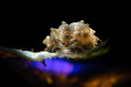 Nudibranch with black background on the coral reef of Anilao in the Philippinesの写真素材