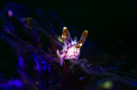 Nudibranch with black background on the coral reef of Anilao in the Philippinesの写真素材