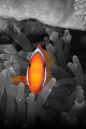 Anemonefish on the coral reefの写真素材