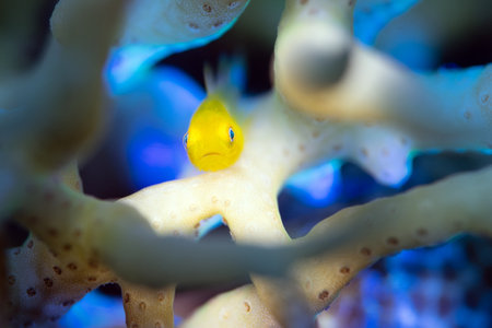 ðð¢ð³ð¢ð¨ð°ð£ðªð°ð¥ð°ð¯ ð¹ð¢ð¯ðµð©ð°ð´ð°ð®ð¢ - Yellow Coral Goby on the coral reef in Anilao, Philippinesの写真素材