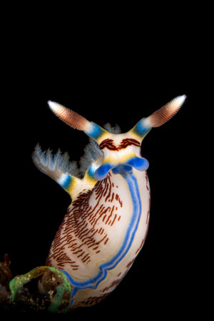 Nudibranch with black background on the coral reef of Anilao in the Philippinesの写真素材