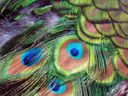 Peacock eye colors and feathers up closeの写真素材