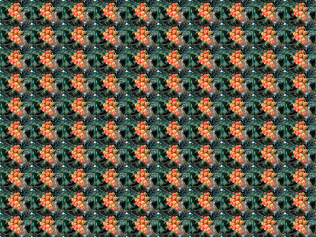 Red and Orange Berries as a Background with greenery