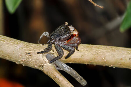 A close up of a mangrove crab on a horizontal limb of a mangrove tree on Sanibel Island, Floridaの写真素材