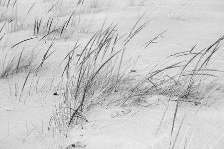 Dormant grass on top of a sand dune in winter near Lake Michiganの写真素材