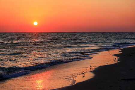 Shore birds feeding in the surf at sunset on Sanibel Island, Floridaの写真素材