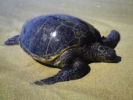 A large Eastern Pacific Green Sea Turtle sunning on a sandy beach on Maui, Hawaiiの写真素材