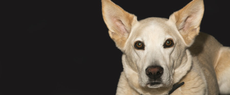 The attentive face of a blond shepard mixの写真素材