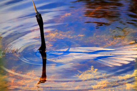 Close-up of an Anhinga stork partially submerged in a canal on Sanibel Island, Florida