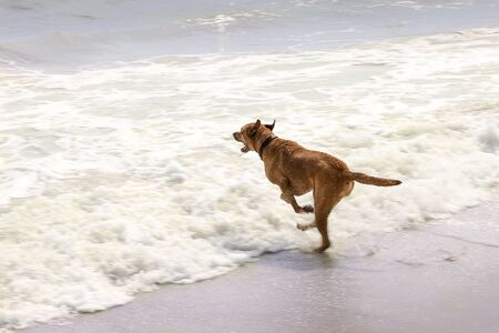 A happy dog running in the foamy surf on Sanibel Island, Floridaの写真素材