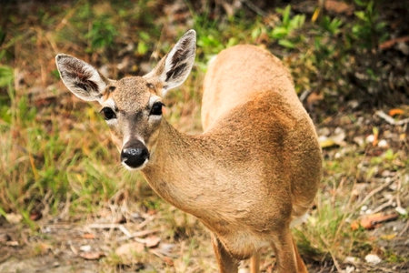 A curious Key Deer doe in the Florida Keys.  These miniature deer are native only to certain parts...