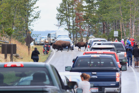Motorists have no choice but to wait as a herd of American Bison cross the roadway in Yellowstone...