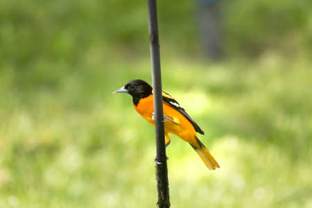 A male Baltimore Oriole perched on a pole in a fieldの写真素材