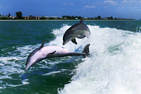 A pair of Atlantic Bottlenose Dolphins playing in the wake of a boat, off the coast of Sanibel Island, Floridaの写真素材