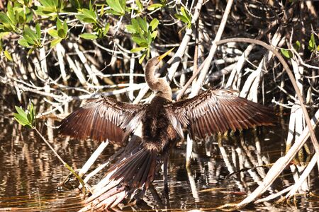 An Anhinga water bird spreading its wings to dry in the sun in Bailey Tract Nature Preserve on Sanibel Island, Floridaの写真素材