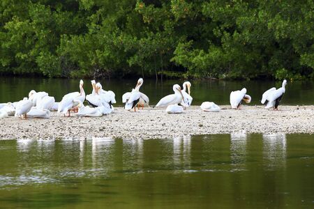 A flock of white pelicans preening and grooming on a sand bar at low tide in Ding Darling Nature Preserve, Sanibel, Floridaの写真素材