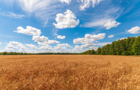 Wheat field and blue sky with white clouds. Landscape.の写真素材