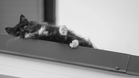 fluffy cat lies on the roof of the house. Black and white photo.の写真素材