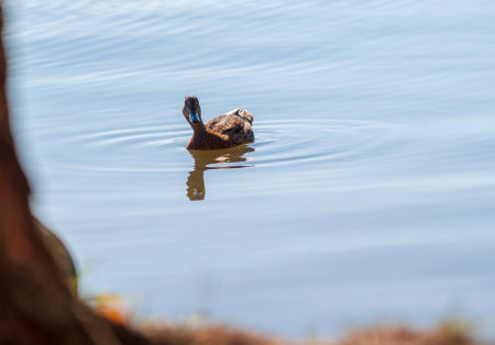 wild duck swims in the lake near the shoreの写真素材