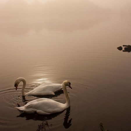 Early morning sunshine at Stargate Pond, Ryton, North East Englandの写真素材