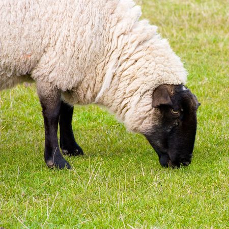 Black faced ewe grazing on lush green grass in rural english countryside.の写真素材