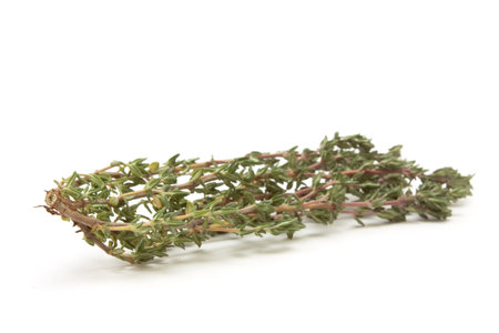 Sprig of Thyme from low perspective isolated against white background.