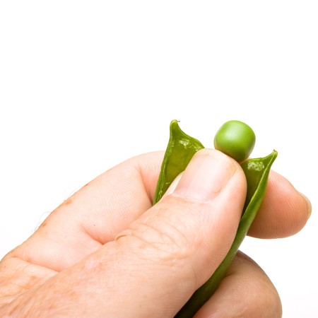 Shelling Fresh Garden Pea Pods  isolated against white background.の写真素材