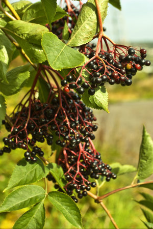 Wild Hedgerow Elderberries in early Autumn ready for picking.