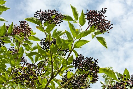 Wild Hedgerow Elderberries in early Autumn ready for picking.の写真素材