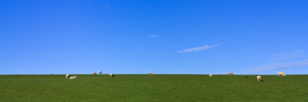 Grazing Sheep on lush green grass under vivid blue sky panoramicの写真素材