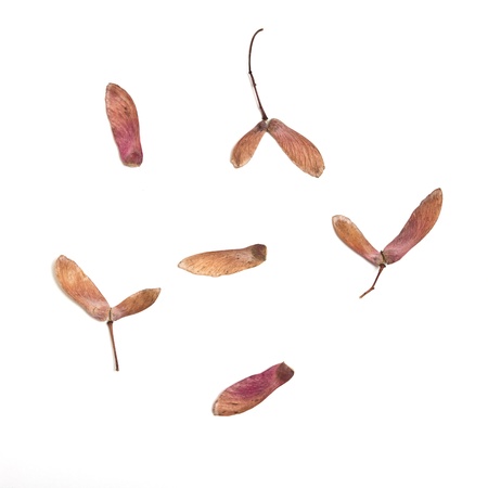 japanese Acer winged seed pods isolated on white background.の写真素材