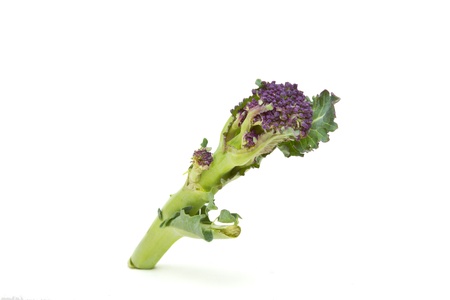 Abstract Purple Sprouting Broccoli from low perspective isolated on white.の写真素材